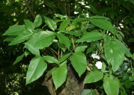 Сингониум - Syngonium podophyllum